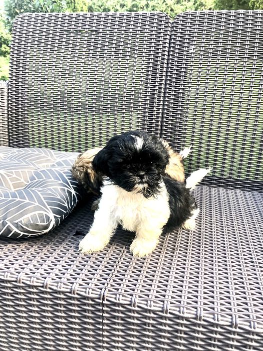 Shih tzu szczeniaczki