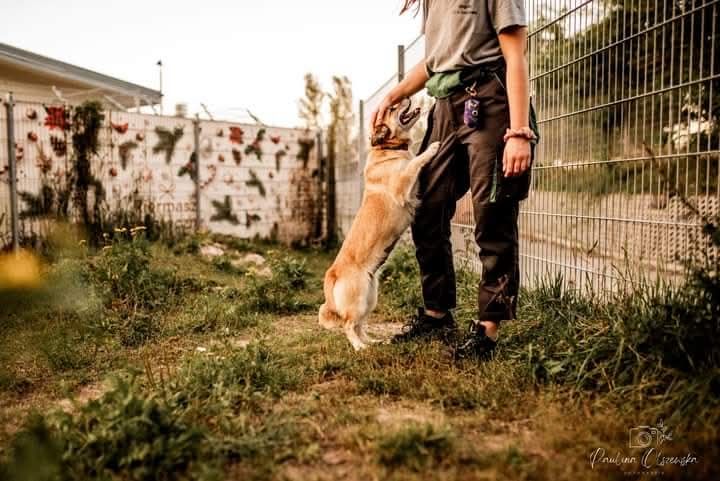 Seniorka Faustyna szuka domu!