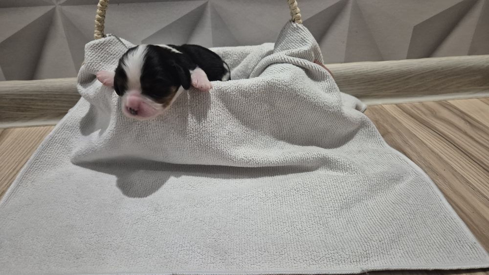 Cavalier king spaniel