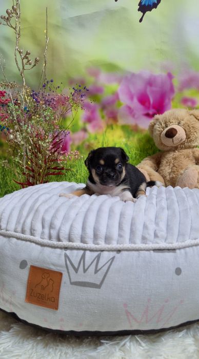 Uroczy chłopczyk chihuahua krótkowłosy