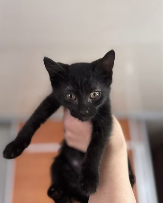 Кошенятка в добрі руки