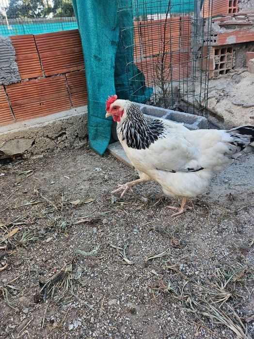 Sussex galinhas poedeiras para produção de ovos