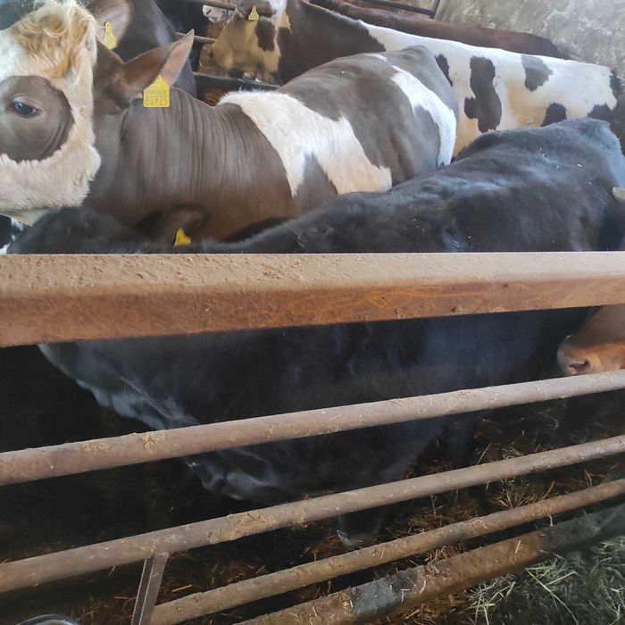 Sprzedam jałówkę mięsną krowę ok. 600kg simental,limousine czarna,17zł
