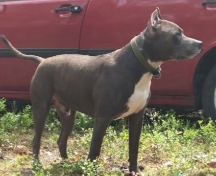 Американський піт-бультерєр стафф пітбуль шукає наречену в'язка Ковель