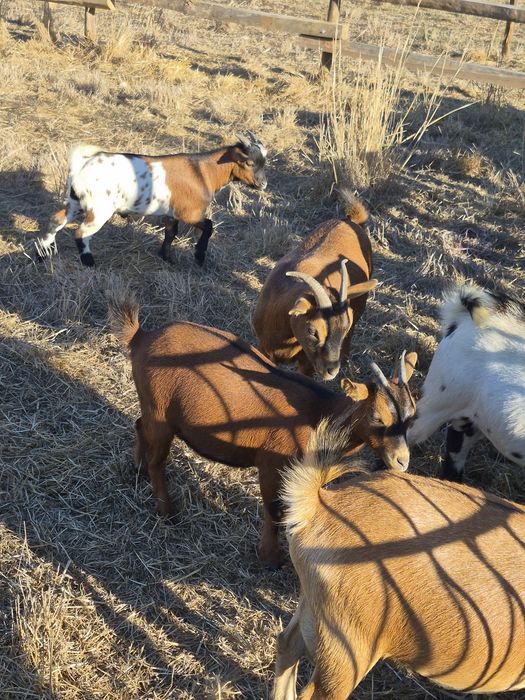 Cabras anãs _ super queridas