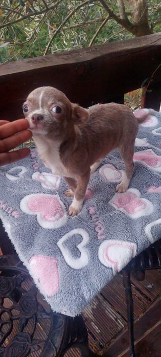 Chihuahua Miniatura Macho Pelo Curto