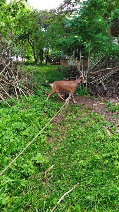 Продам домашню породисту козу