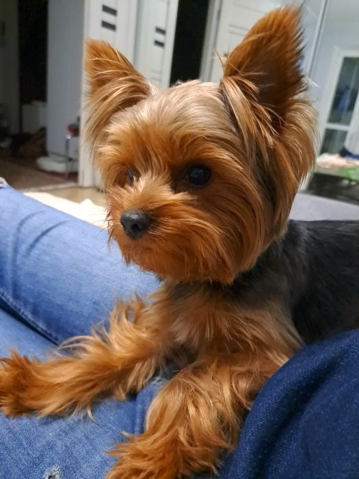 В'язка, молодий кобель шукає леді, документи КСУ