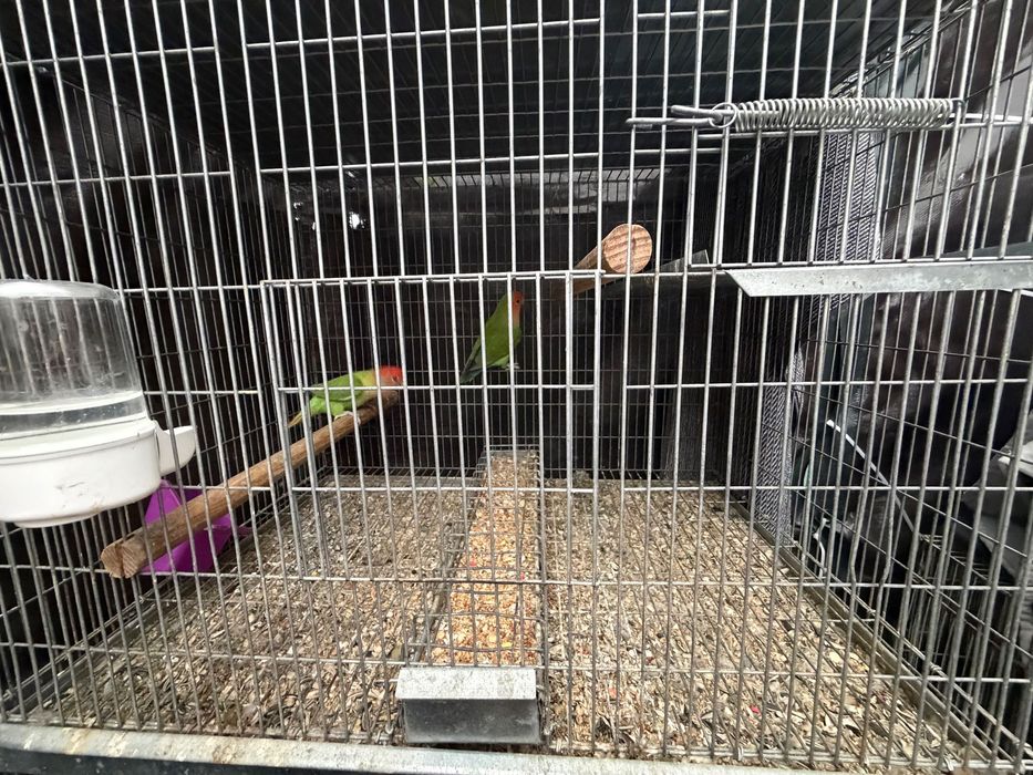 Vendo vários pássaros