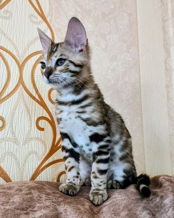 Бенгальський хлопчик