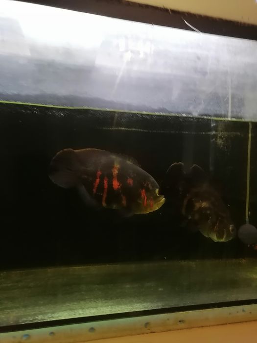 Продам аквариум с рыбами