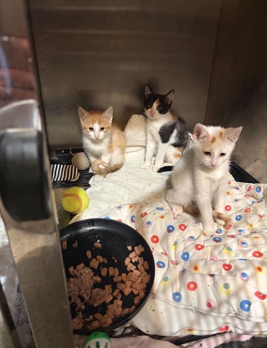 Ostoja Mruczków Kotka Pola szuka kochającego domu kot do adopcji