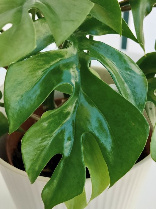 Monstera minima // planta interior