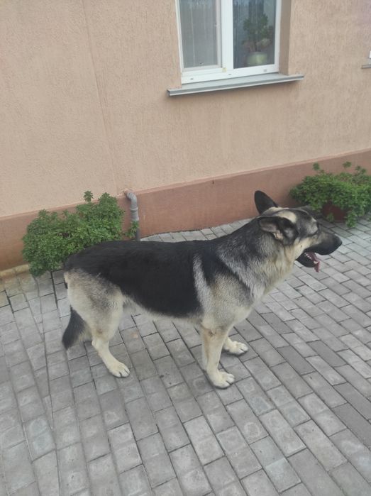 Східноєвропейський вівчар для в'язки