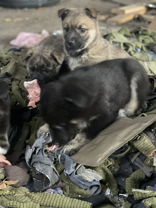 Щенок 2,5 месяцев Небольшая. Девочка