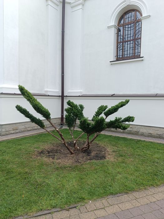 Бонсай, нівакі, топіар, стрижка, догляд