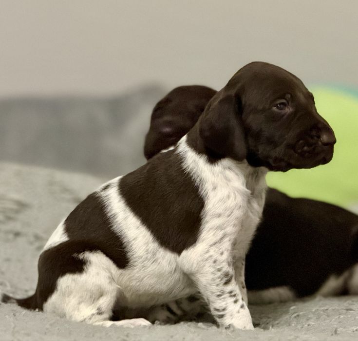 Wyżeł Niemiecki Krótkowłosy