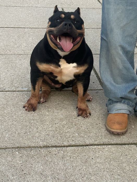 American Bully Pocket