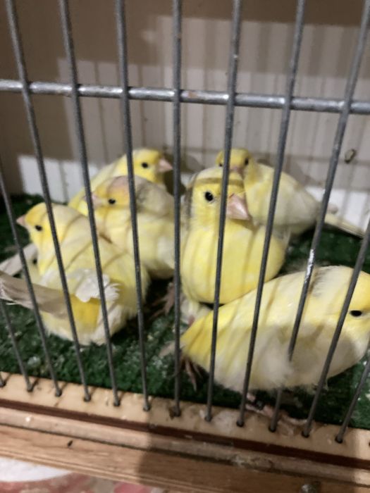 Kanarki Harceńskie samce i samice