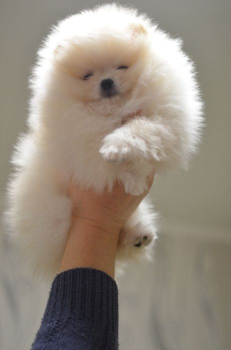 Померанці дівчинка і хлопчик