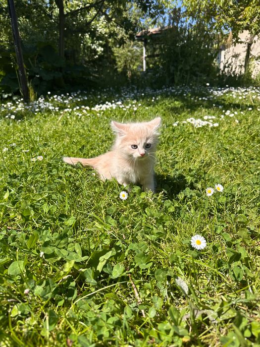 Віддам двох маленьких кошенят в добрі руки…