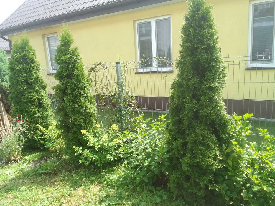Na sprzedaż 3 tuje szmaragd