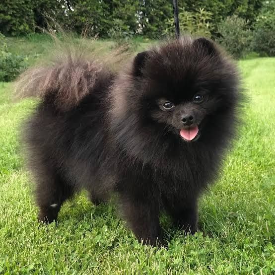 КІНОЛОГ. Є виїзд. Дресировка собак.