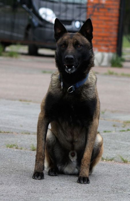 щенкі малінуа 20.12.2025 хлопчікі і девочкі