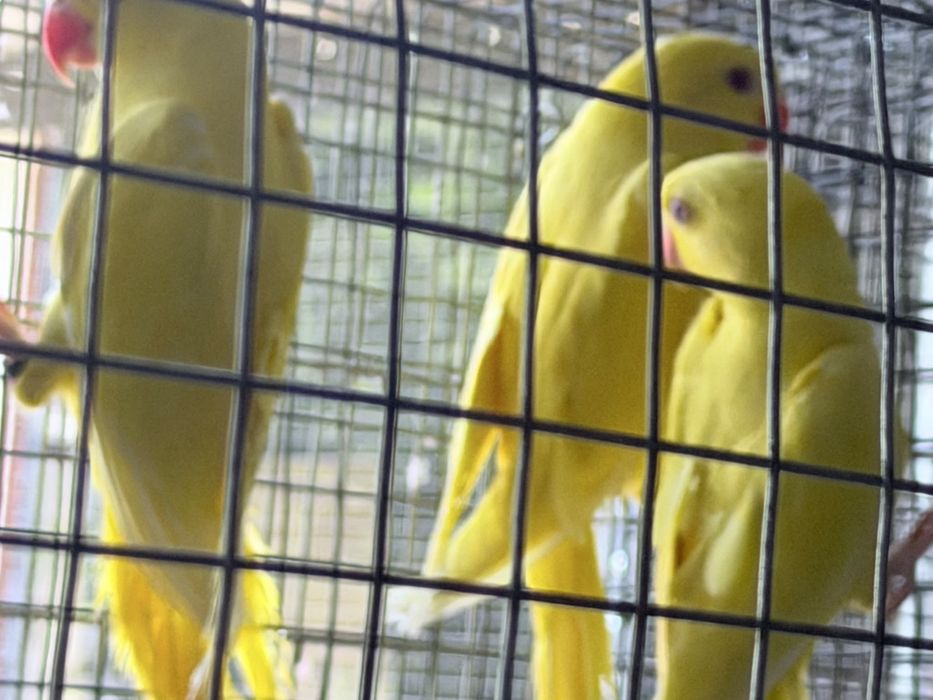 Vendo casais de aves