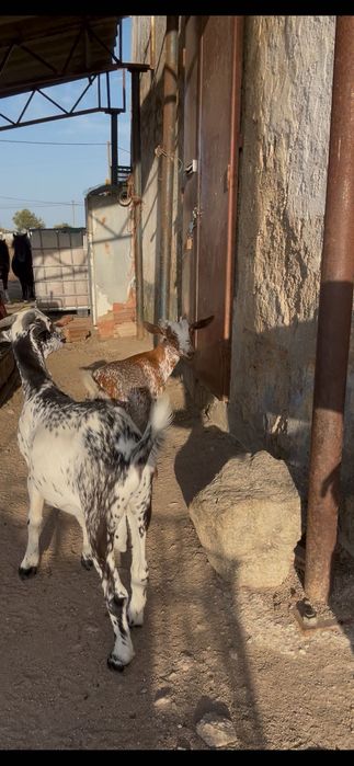 Casal de cabras floridas