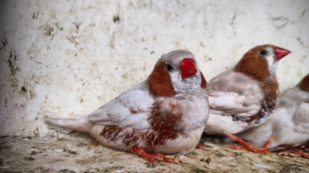 Zeberki rudopierśne,rude 2025