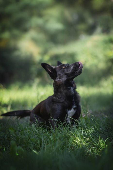 Собачки Пепа та Лулу шукають родини