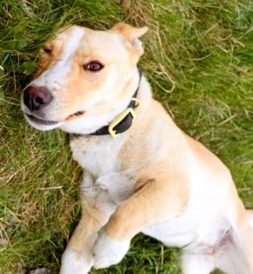 Roczna, piękna, biszkoptowa sunia do adopcji