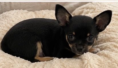 Chihuahua cudny piesek PRALINEK .