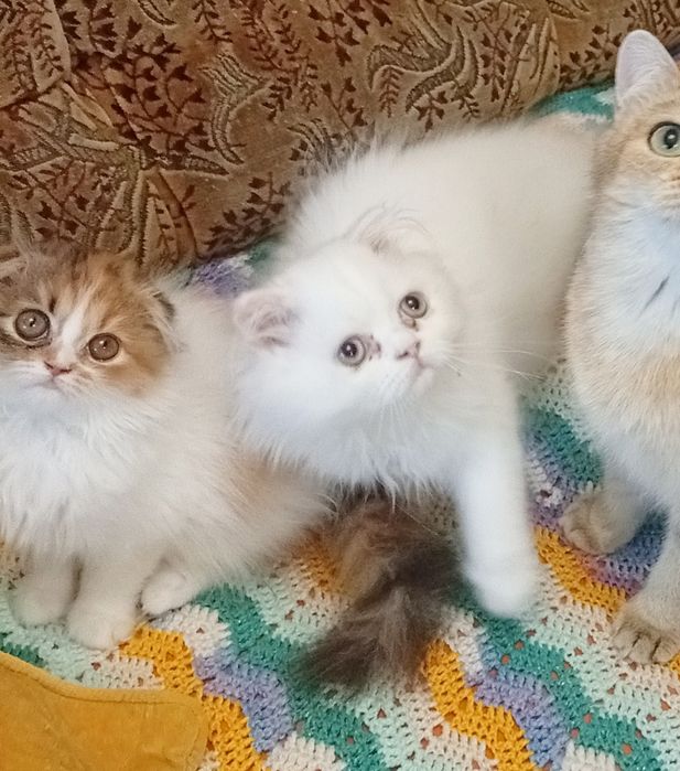 Білі кошенята. Є дівчатка і хлопчики.