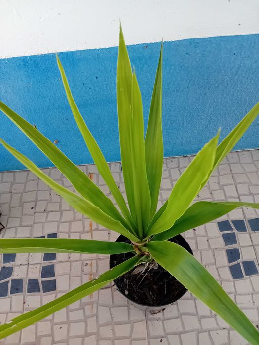 Yucca a'rvore em vaso