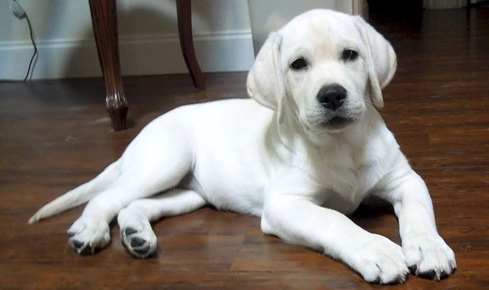 Белый, черный и шоколадный Лабрадор Ретривер есть доставка за границу