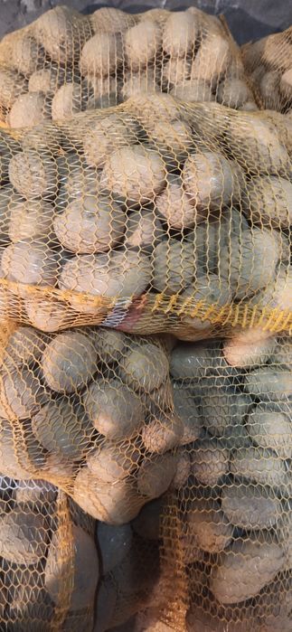 Ziemniaki jadalne soraya vineta queen anne