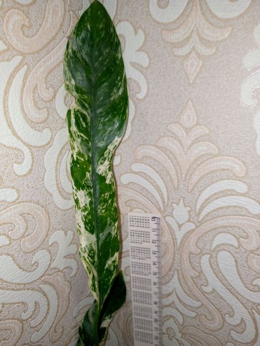 Raphidophora puberula