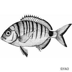 Vende se sargos a 3€ o kilo