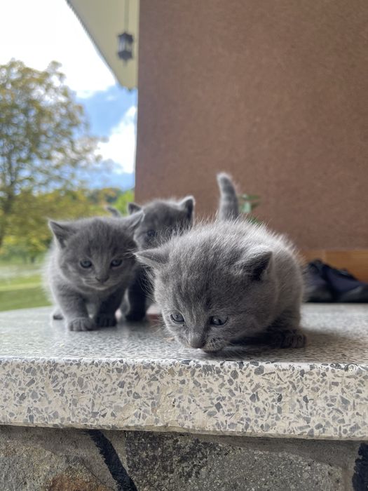 Британські котята
