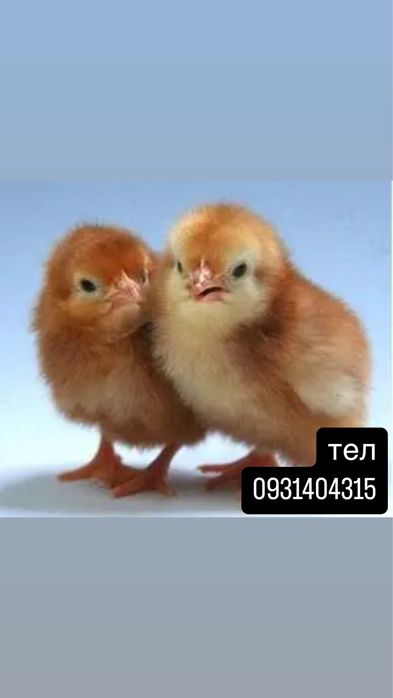 інкубаційне яйце з Європи та України