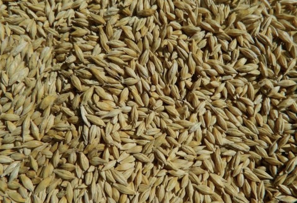 Продам зерно ячмінь врожай 26 року