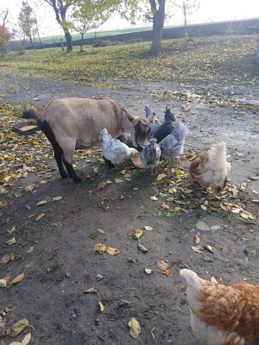 Інкубаційні яйця (мікс) Амераукана + Ломан Браун