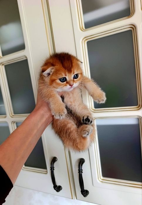 Золота шиншила котята