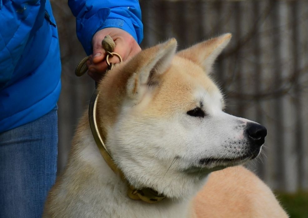 Акита ину,  сука. Совладение