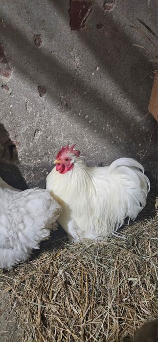 Kochin minaturowy- Koguty barwa biała i porcelanowa