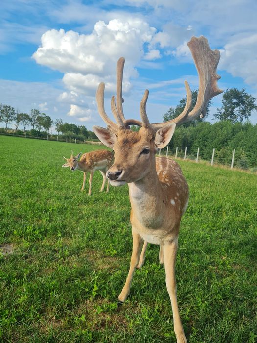 Daniel daniele samiec