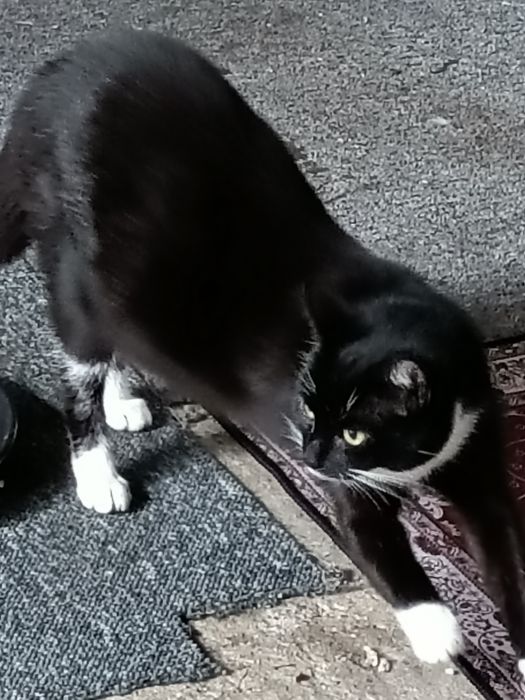 Kotki 2 małe obecnie 5 msc