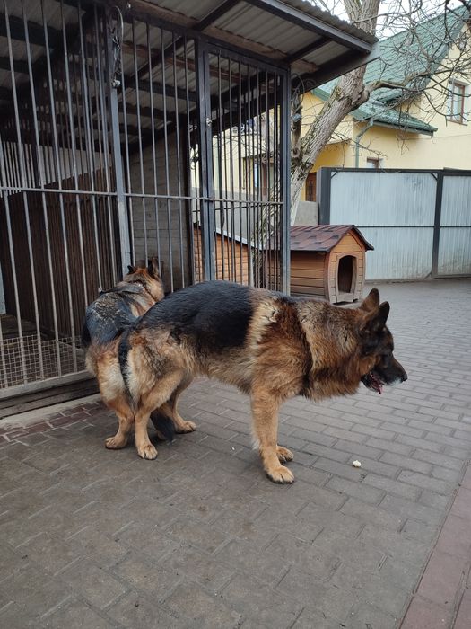 Кобель для вязки